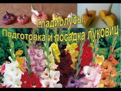 Гладиолусы: фото, посадка, уход, выращивание