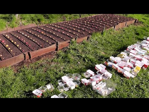 Гладиолусы: фото, посадка, уход, выращивание (гладиолус, посадка) Гладиолусы: фото, посадка, уход, выращивание