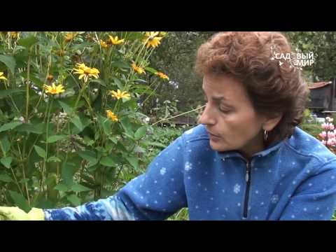 Гладиолусы: фото, посадка, уход, выращивание (гладиолус, посадка) Гладиолусы: фото, посадка, уход, выращивание