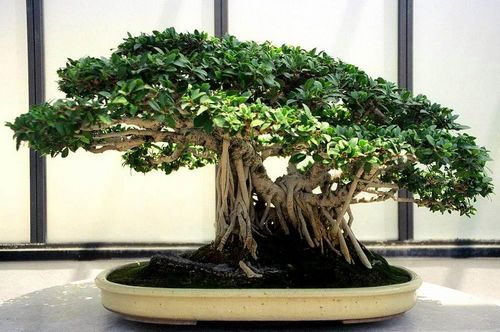 Японское дерево бонсай: сакура, как выращивать карликовые деревья, кедр и сосна, белое дерево, семена, музей, видео