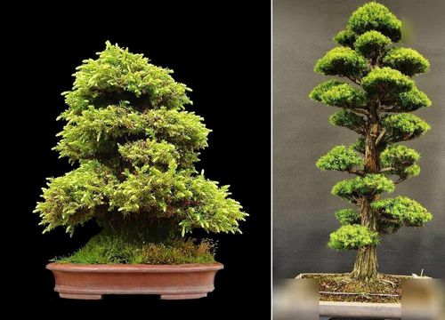 Японское дерево бонсай: сакура, как выращивать карликовые деревья, кедр и сосна, белое дерево, семена, музей, видео