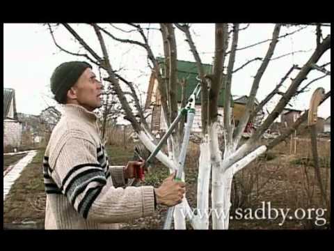 Как правильно обрезать деревья: фото, видео инструкция