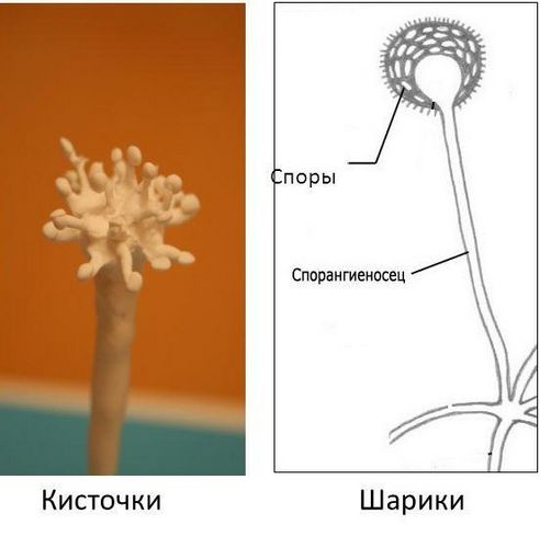 Как убрать грибок на стене и предотвратить его появление