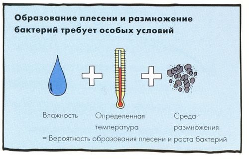 Как удалить плесень со стен: поиск причины и устранение грибка