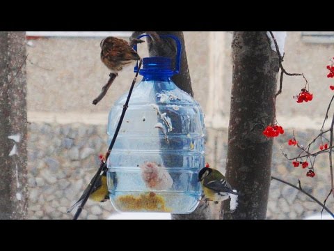 Кормушка для птиц своими руками: фото, видео инструкция (кормушка, птица) Кормушка для птиц своими руками: фото, видео инструкция