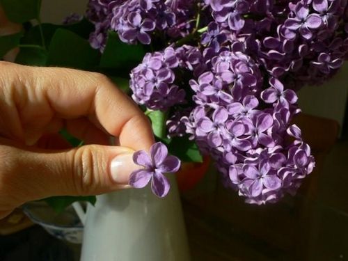 Сирень из фоамирана: мастер-класс с фото, цветы и как сделать МК
