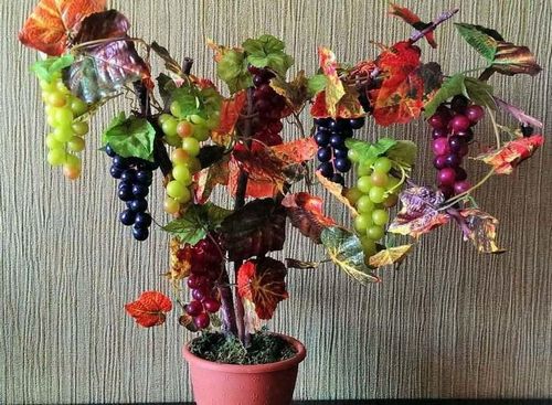 Топиарии своими руками дерево: мастер класс фото, как сделать декоративные, виноградное, мандариновое, поделка из цветов, видео