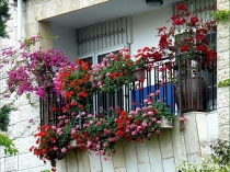 Цветы на балконе, 16 ФОТО оформления цветами лоджий и балконов, идеи для зимнего сада, советы как правильно озеленить балкон или лоджию