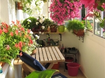 Цветы на балконе, 16 ФОТО оформления цветами лоджий и балконов, идеи для зимнего сада, советы как правильно озеленить балкон или лоджию