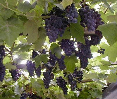 Как сделать беседку из винограда своими руками? 19 ФОТО вьющихся растений для беседки многолетних, советы по выбору сорта и формовки винограда или цветов